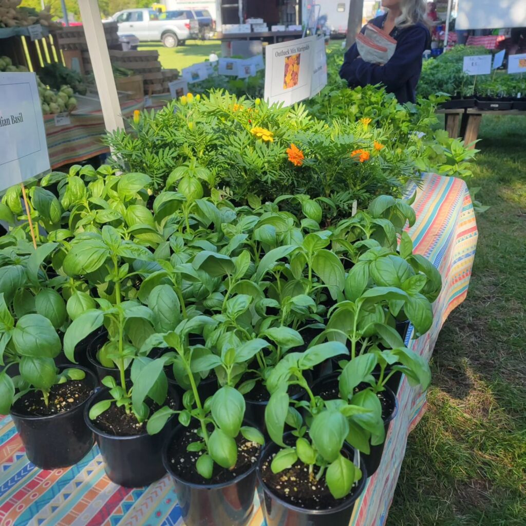 Basil Plants