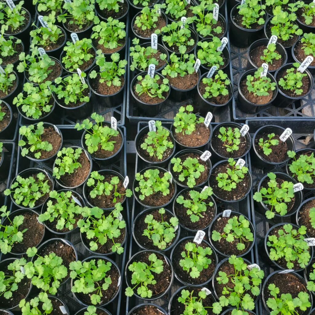 Cilantro Plant