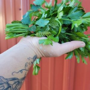 Parsley Plant
