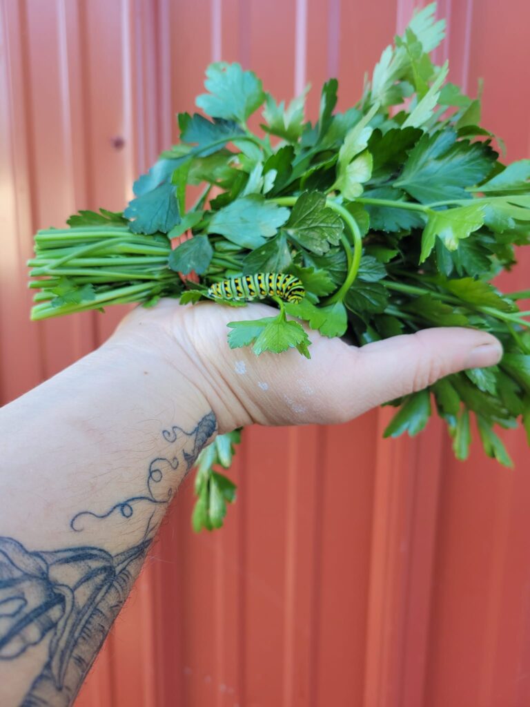 Parsley Plant