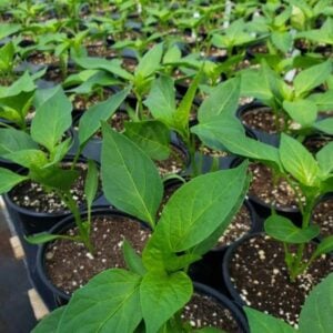 Pepper Plants (Sweet, Bell, and Hot)