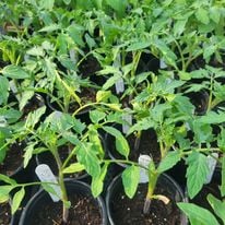 Tomato Plants