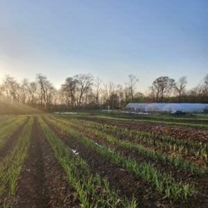 garlic field