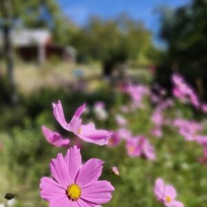 Crafts in Community: Herbal Meditation with Adrienne