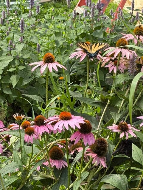 Echinacea